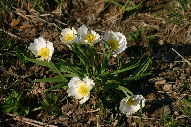 Ranunculus kuepferi (=pyrenaeus) / Ranuncolo dei Pirenei